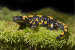 Etiketten für Salamandra salamandra salamandra 
