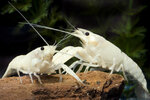 Etiketten für Procambarus clarkii 'White' 