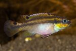 Etiketten für Pelvicachromis taeniatus 'Moliwe' 