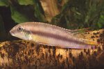 Etiketten für Pelvicachromis humilis 'Rot' 