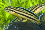 Etiketten für Julidochromis regani 'Kipili' 