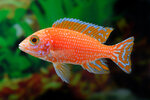 Etiketten für Aulonocara spec. 'Firefish' 