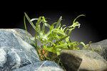 Etiketten für Eichhornia diversifolia 