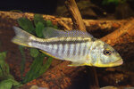 Etiketten für Buccochromis lepturus 