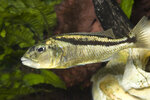 Etiketten für Buccochromis rhoadesii 