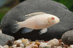 Etiketten für Pelvicachromis pulcher Albino 