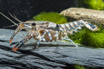 Etiketten für Procambarus spiculifer 