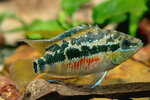 Etiketten für Trichromis salvini 'Usumacinta' 