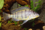 Etiketten für Gnathochromis pfefferi 