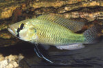 Etiketten für Haplochromis bloyeti 