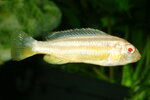Etiketten für Melanochromis auratus albino 