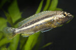 Etiketten für Melanochromis auratus 
