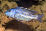 Etiketten für Nimbochromis fuscotaeniatus 