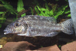 Etiketten für Nimbochromis linni 