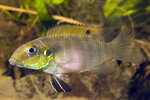 Etiketten für Pelvicachromis rubrolabiatus 