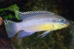 Etiketten für Pelvicachromis taeniatus 'Nange' 