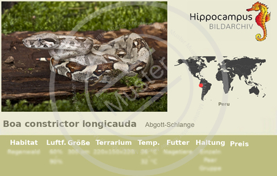 Boa constrictor longicauda Zeros™  Stöckl - Die Nr.1 Boa constrictor Seite  im Internet