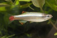 Etiketten für Tanichthys albonubes 