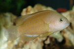 Etiketten für Pseudochromis fuscus 