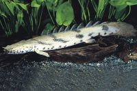 Etiketten für Polypterus endlicherii 