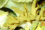Etiketten für Lemnalia sp. Yellow 