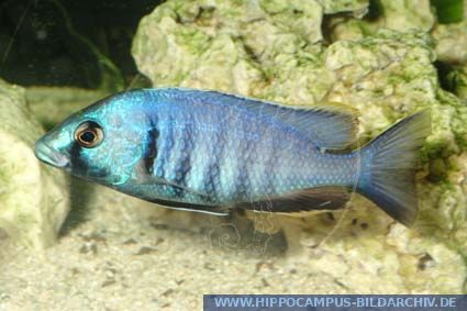 Placidochromis electra alias Electric-blue Malawi-Cichlid| Deep water ...