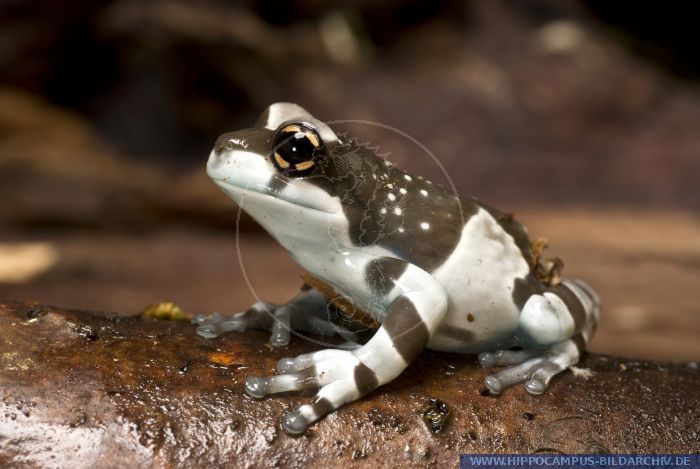 Trachycephalus resinifictrix alias Amazon Milk Frog :: Hippocampus ...