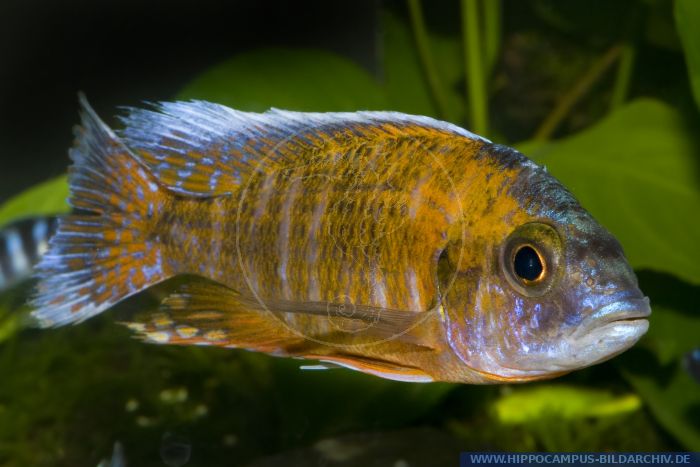 Aulonocara Sp. Stuartgranti Maleri (aulonocara Rubin Red) Alias Malawi 