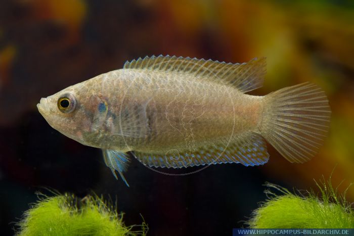 Macropodus ocellatus (=chinensis) alias Chinese paradise fish ...