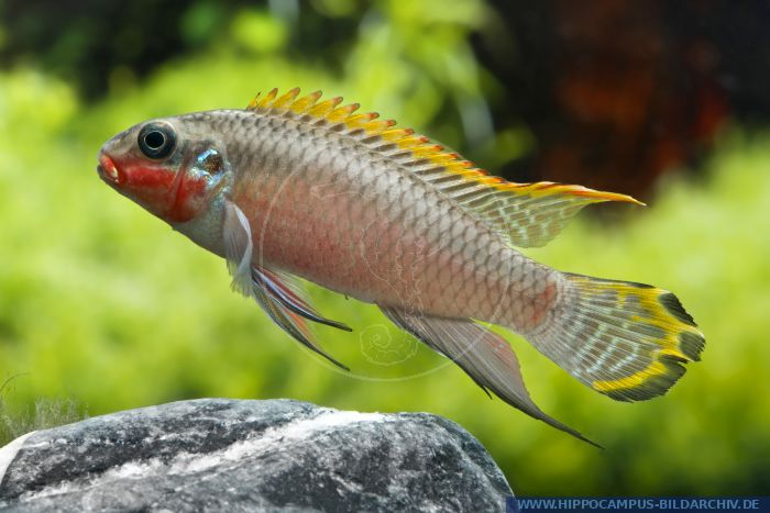 Pelvicachromis pulcher alias Rainbow Cichlid; Kribensis :: Hippocampus ...