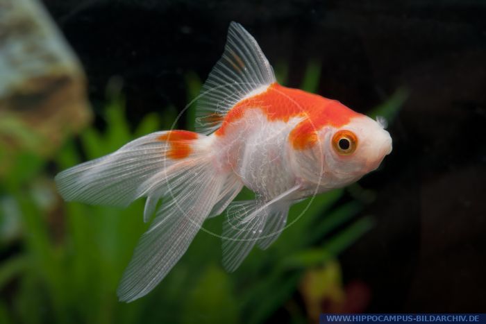 Carassius auratus Rotweiss alias Goldfish :: Hippocampus Bildarchiv