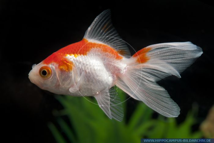 Carassius auratus Rotweiss alias Goldfish :: Hippocampus Bildarchiv