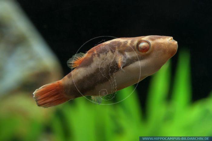 Carinotetraodon lorteti alias Somphong's Puffer; Crested Puffer ...