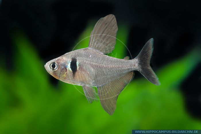 Hyphessobrycon megalopterus (Megalamphodus) alias Black phantom tetra ...