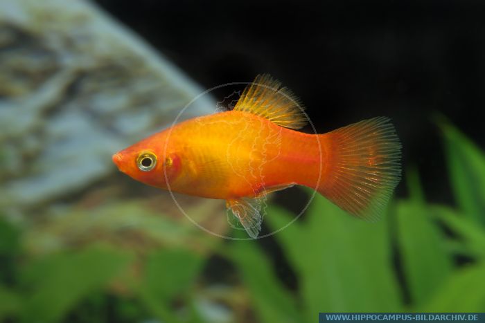 Xiphophorus maculatus Sunset alias Maculatus-Platy :: Hippocampus ...