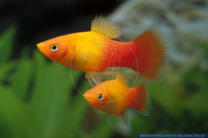 Xiphophorus maculatus Sunset alias Maculatus-Platy :: Hippocampus ...