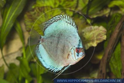 Symphysodon aequifasciatus alias Discus :: Hippocampus Bildarchiv