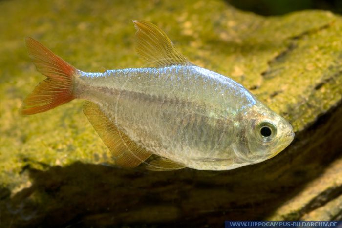 Hyphessobrycon columbianus alias Colombian Tetra :: Hippocampus Bildarchiv