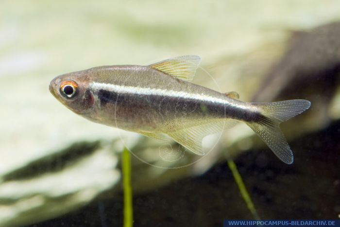 Hyphessobrycon herbertaxelrodi alias Black Neon :: Hippocampus Bildarchiv