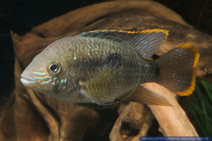 Aequidens rivulatus GOLDSAUM alias Esmaralda Cichlid| Green Terror ...