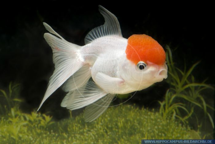 Carassius auratus Löwenkopf Rotkäppchen alias Goldfish :: Hippocampus ...