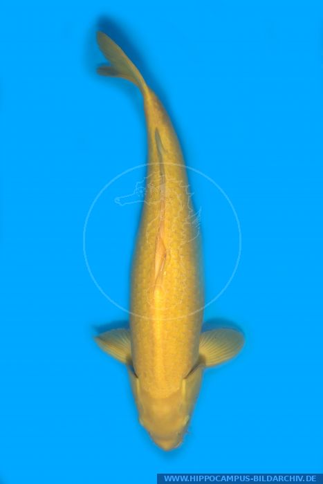 Cyprinus Carpio Karashigoi () Alias Koi :: Hippocampus Bildarchiv