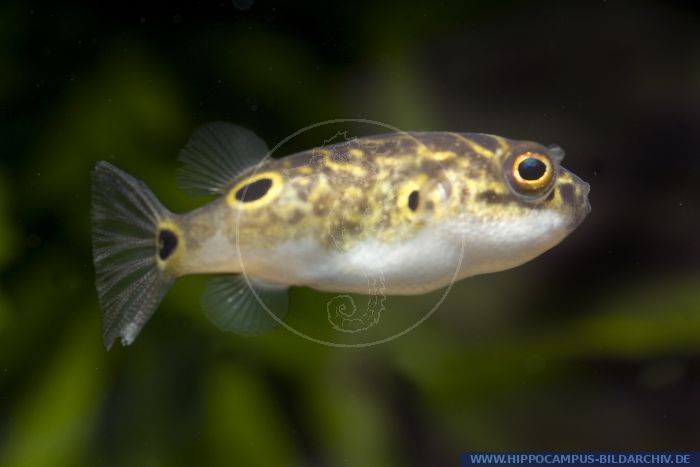 Tetraodon biocellatus (=palambangensis) alias Figure Eight or Leopard ...