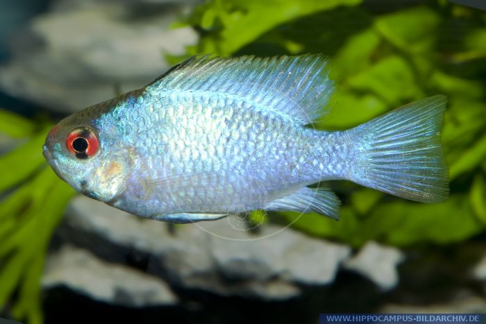 Mikrogeophagus ramirezi (Papilochromis) alias South American butterfly ...