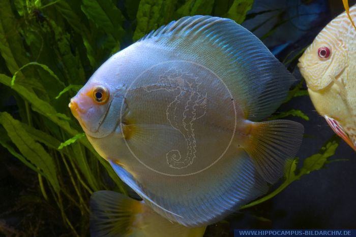 Symphysodon aequifasciatus BLUE DIAMOND alias Discus :: Hippocampus ...