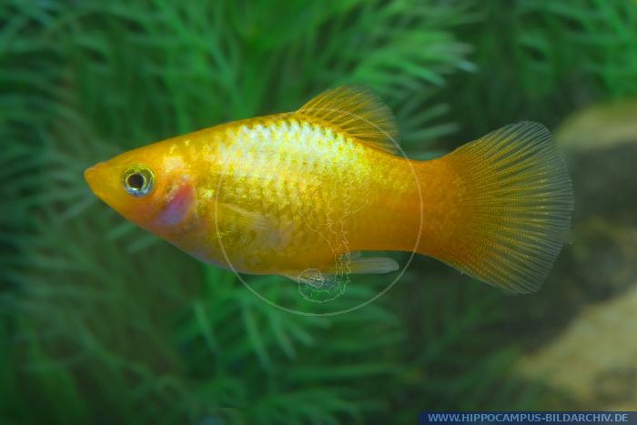 Xiphophorus maculatus Marygold Sunset Neon alias Maculatus-Platy ...