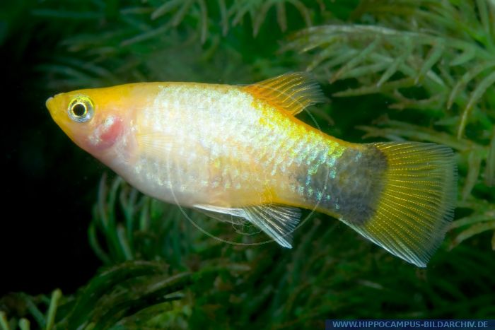 Xiphophorus maculatus Micky Maus Neon alias Maculatus-Platy ...