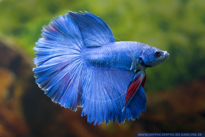 Betta splendens Halfmoon Blau alias Siamese fighter :: Hippocampus ...