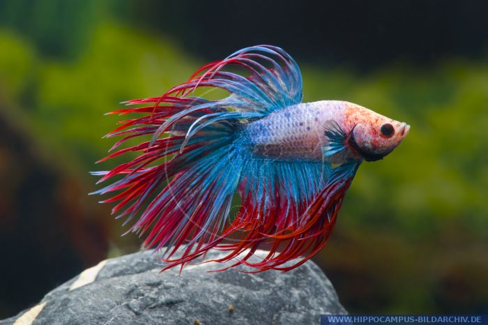 crowntail multicolor