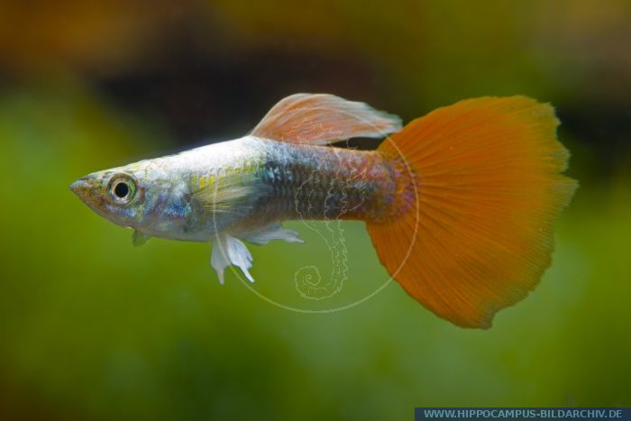 Poecilia reticulata DRAGON HEAD TUXEDO alias Guppy :: Hippocampus ...